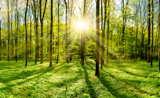 shutterstock_1068584999