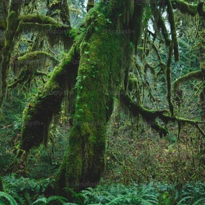 Lorem ipsum  dolor consectetur.